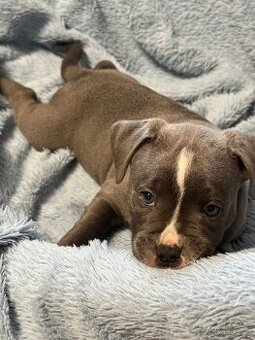 Stafordšírský bulteriér s PP