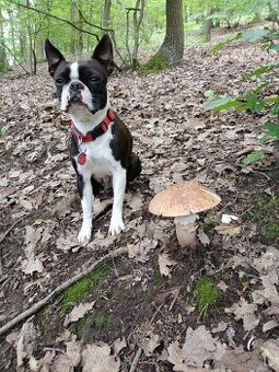 Koupíme štěňátko Bostona, Bostonský terier bez PP, Brno