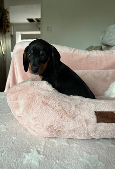 Jezevčík trpasličí