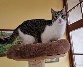 Kocourek Šimonek hledá domov