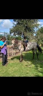 Pony klisna WPBR s PP  4r.