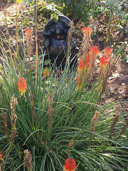 Sazenice Mnohokvětu