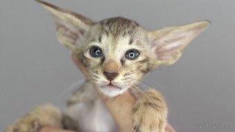 Orientální koťe Oshira Marbleficent s PP