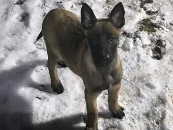 Belgicky ovcak malinois