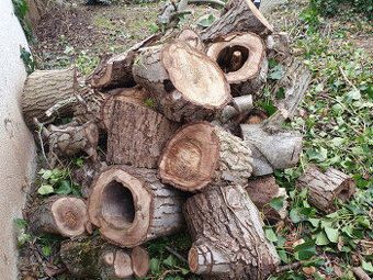 dřevo z pokáceného starého a dutého stromu