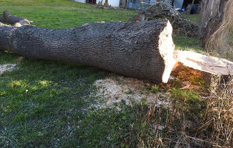 Prodám pokácené dřevo Jasan délka 2,5m a 2m