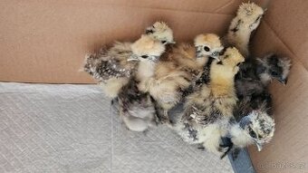 Kuřata hedvábniček