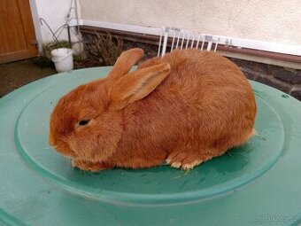 Čistokrevný králík Český červený samec a samice