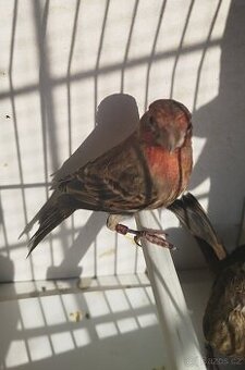 Hýl mexický, Křepelka čínská