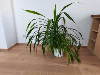 Pokojová rostlina Pandanus výška 1m