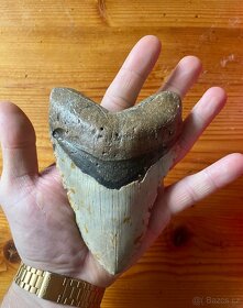 Zub megalodon USA original XL