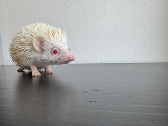 Africký pygmy ježek s PP