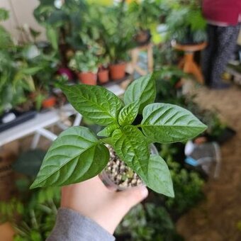 Sazenice paprik AMY, RUBINOVA