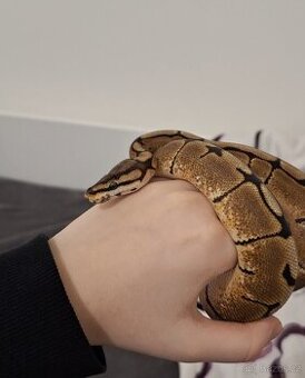 Krajta královská samička