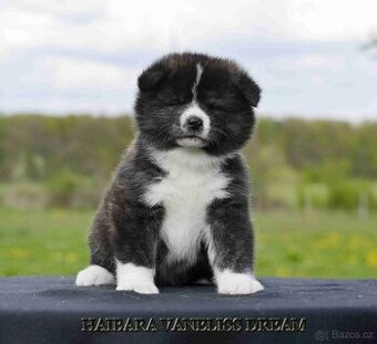 AKITA INU