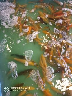 Koi
