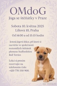 Stenatka, joga, voucher/zazitek, pets yoga, puppy yoga