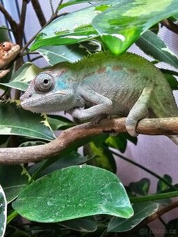 Chameleon pardálí