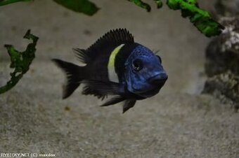 Tropheus duboisi - 1