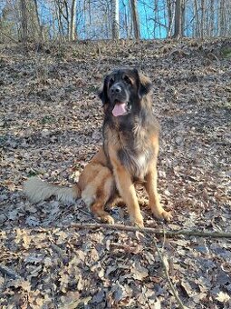 Leonberger pes na krytí