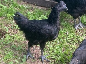 Kohout Ayam cemani