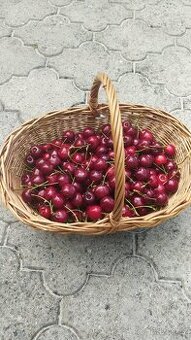 Vynikajici bio tresne z nasi zahradky