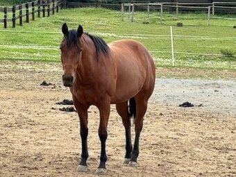 Klisna Quarter horse
