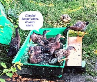 Indický běžec - kachňátka 🦆🦆🦆