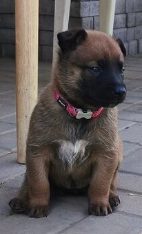 Belgický ovčák malinois s PP