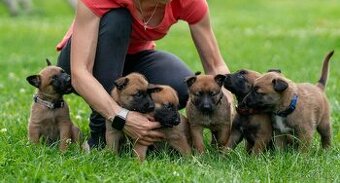 Belgický ovčák malinois s PP