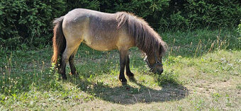 Shetland pony - klisnička s PP