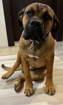 Cane corso štěně
