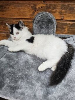 Sibiřská kočka bíločerná-dalmatin modrobílá přírodní koťátka