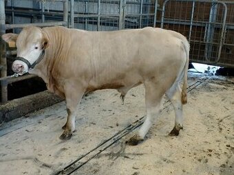 Prodám 2 Plemenné býky plemene Blonde d' Aquitaine