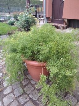 Velká pokojová květina Asparagus