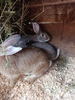 Prodám samice králíka