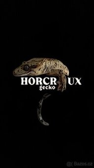 samček Correlophus ciliatus tricolor pagekon řasnatý