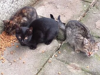 Daruji koťátka