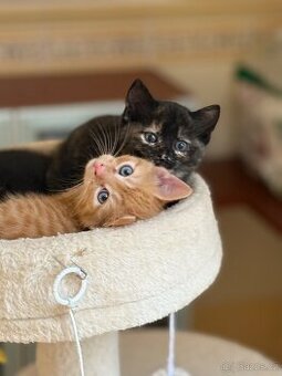 Daruji koťátka - 1