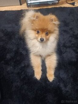 Německy špic malý