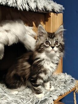 Mainská mývalí koťátka s PP