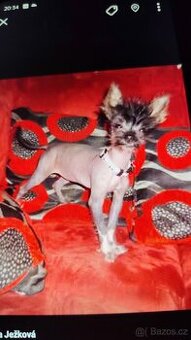 Čínský naháček koupím