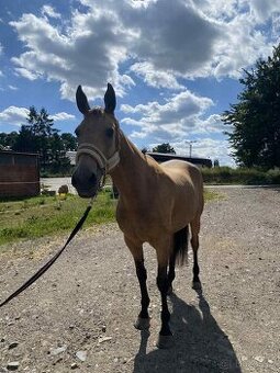 Klisna ČT - možnost výměny - 1