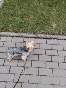 Jorkšírský teriér