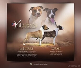 Americký stafordšírský teriér s PP