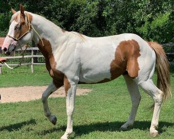 Predám 10 ročného žrebca Paint Horse
