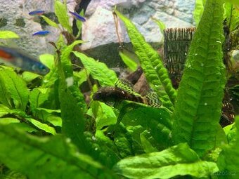 Ancitrus (krunýřovec)