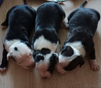 Štěňátka pitbulla bez PP - 1