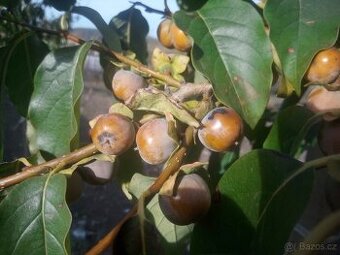 Tomel obecný - semena i sazenice