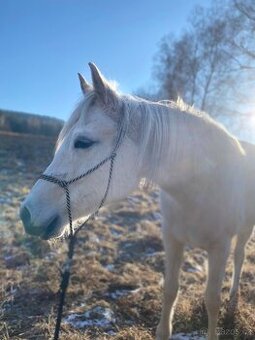 Plnokrevná arabská kobylka